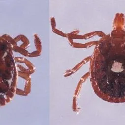 thumbnail for publication: Lone Star Tick Amblyomma americanum (Linnaeus) (Acari: Ixodidae)